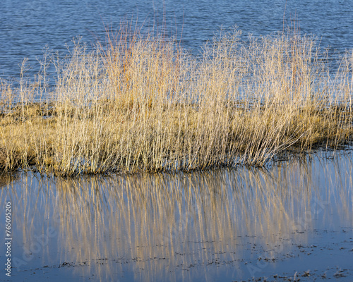 reeds reflecting in Washoe Lake