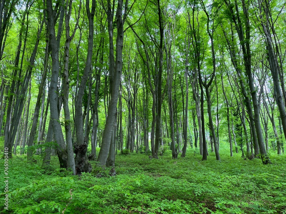 German beech forest in early summer