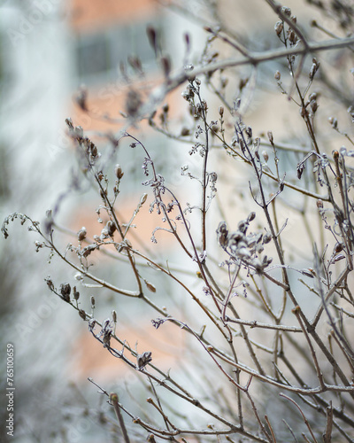 frost on a lilac branch