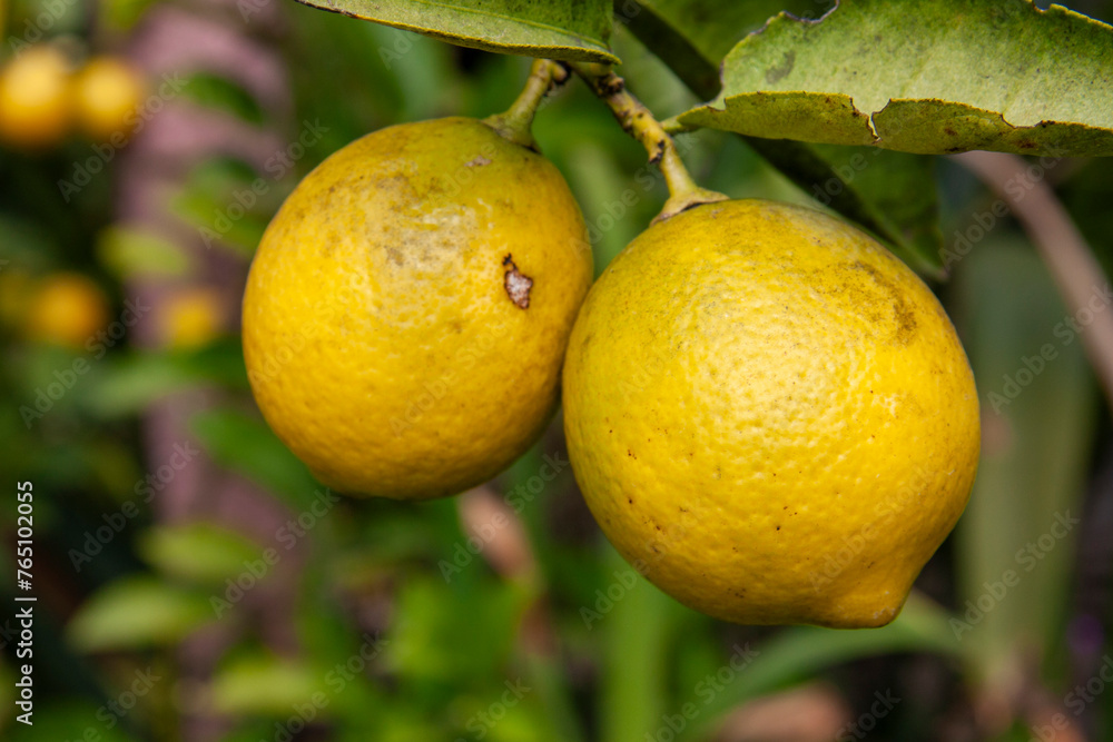 Lemons on tree, Valle de Bravo, Mexico State, Mexico