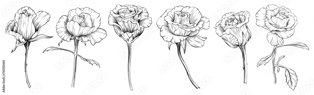 Roses floral botanical flowers. Wild spring leaf wildflowers isolated. Black and white engraved ink art. Isolated rose illustration element on white background. - obrazy, fototapety, plakaty 