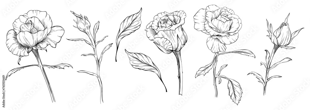 Fototapeta premium Roses floral botanical flowers. Wild spring leaf wildflowers isolated. Black and white engraved ink art. Isolated rose illustration element on white background.