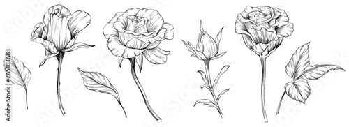 Roses floral botanical flowers. Wild spring leaf wildflowers isolated. Black and white engraved ink art. Isolated rose illustration element on white background. photo