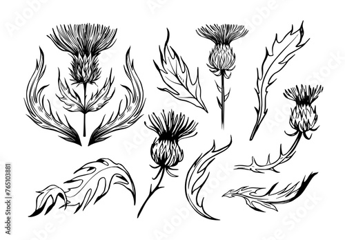 Thistle illustration. Set of realistic hand drawn vector sketches photo