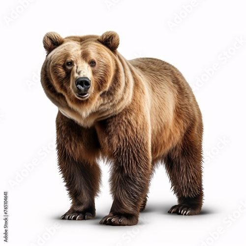 a bear standing on a white background © ion