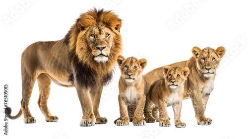 Collection of a standing lion family  male  lioness  cub   animal bundle isolated on a white background. With clipping path