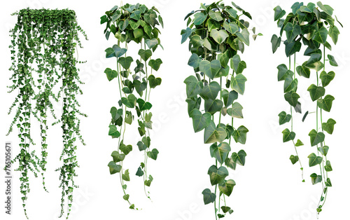 Wallpaper Mural Set of cutout dichondra creeper plant and vines on white background,png Torontodigital.ca