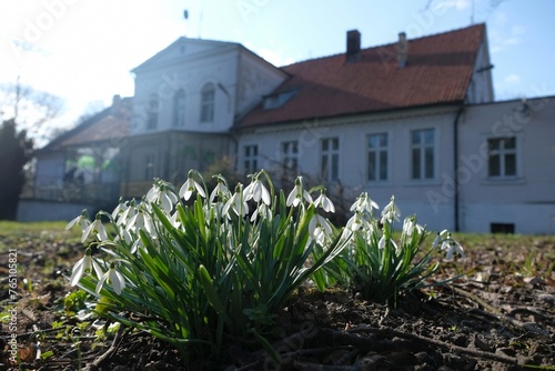 Big group of Galanthus nivalis (snowdrop) and Eclectic manor house in Stara Jania on background, Kociewie, Poland photo