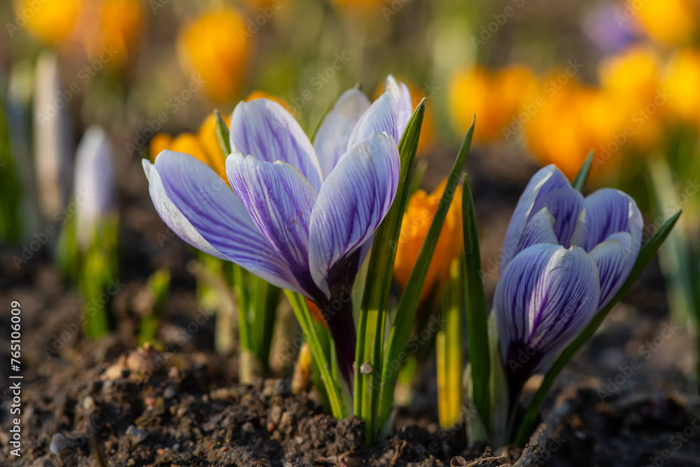Crocus flowers on a spring day Crocus flowers on a spring day
