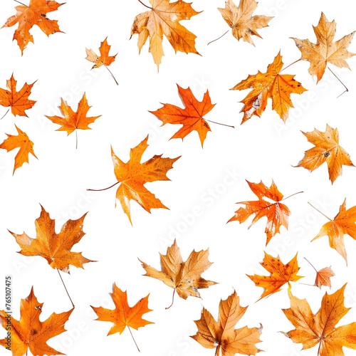 Scattered autumn dry orange maple leaves on white background,png