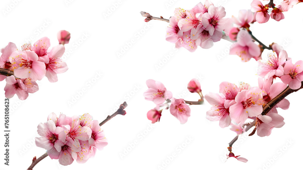 Sakura flowers blooming in springtime on white background,png Sakura flowers blooming in springtime on white background,png