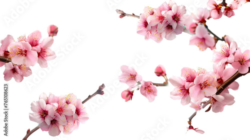 Sakura flowers blooming in springtime on white background,png © Uday
