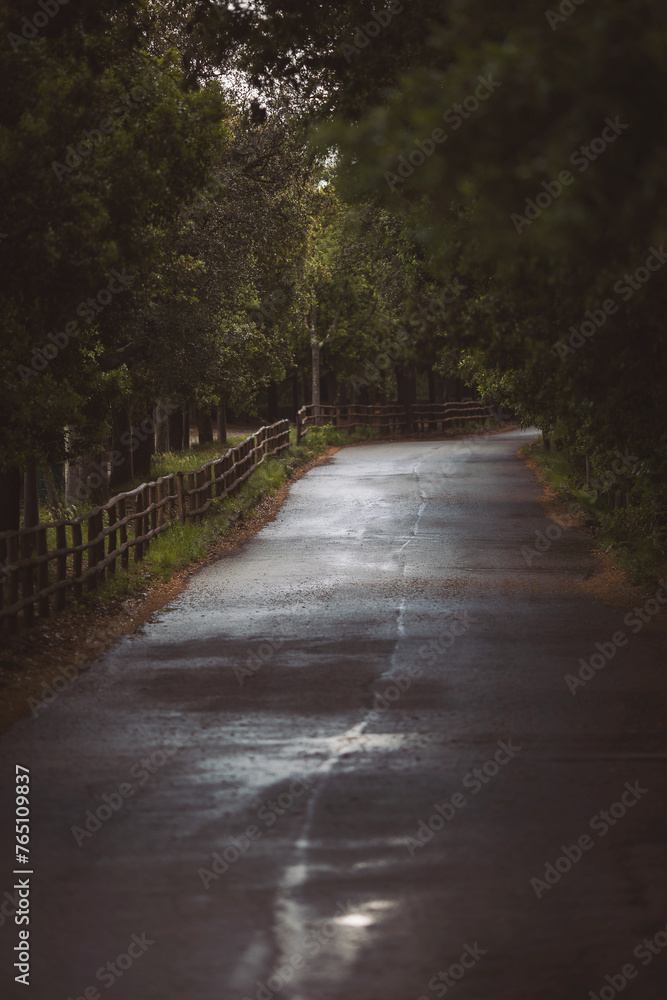 Wet mountain road. Peaceful highway road in Rainy day. Road among the forest (asphalt). 