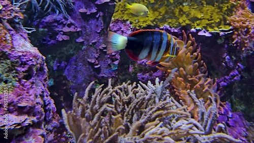 Close view of a Harlequin Tuskfish also wrasses swimming around a reef photo