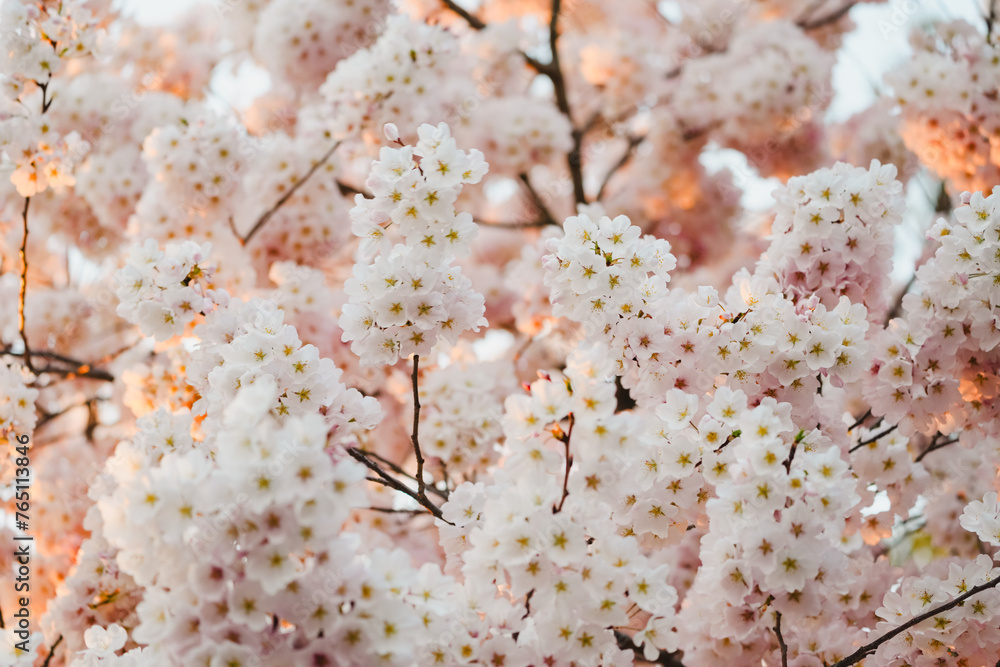 Fototapeta premium DC Cherry Blossoms in the sunset light, at the tidal basin