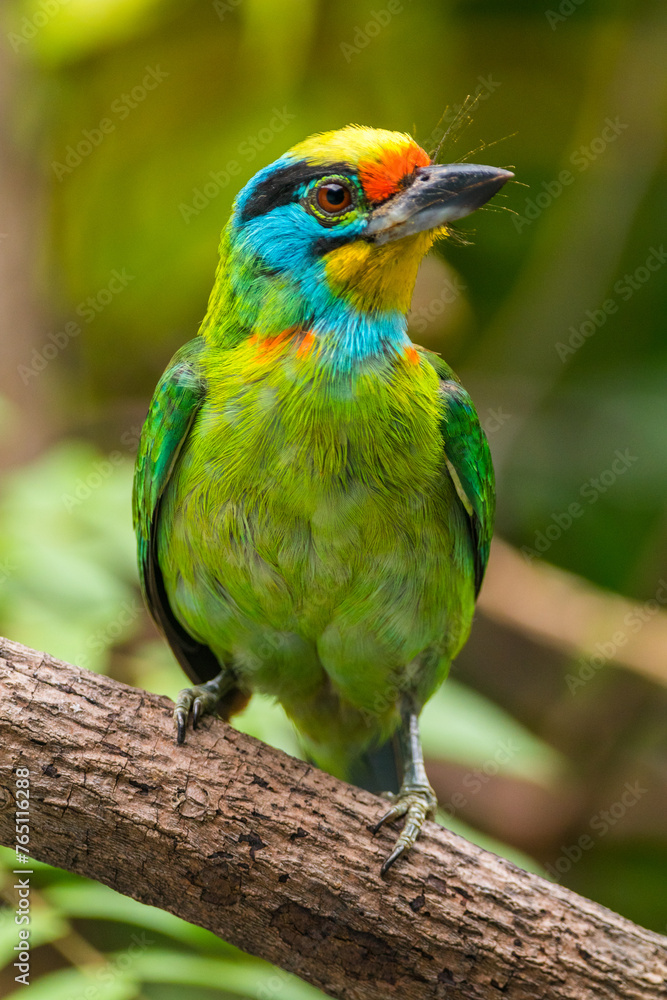 Obraz premium The red-throated barbet (Psilopogon mystacophanos) is a species of bird in the family Megalaimidae