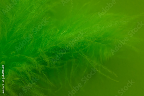 Beautiful green feathers. abstract background with copy space for text. Selective focus, festive Easter celebration concept.