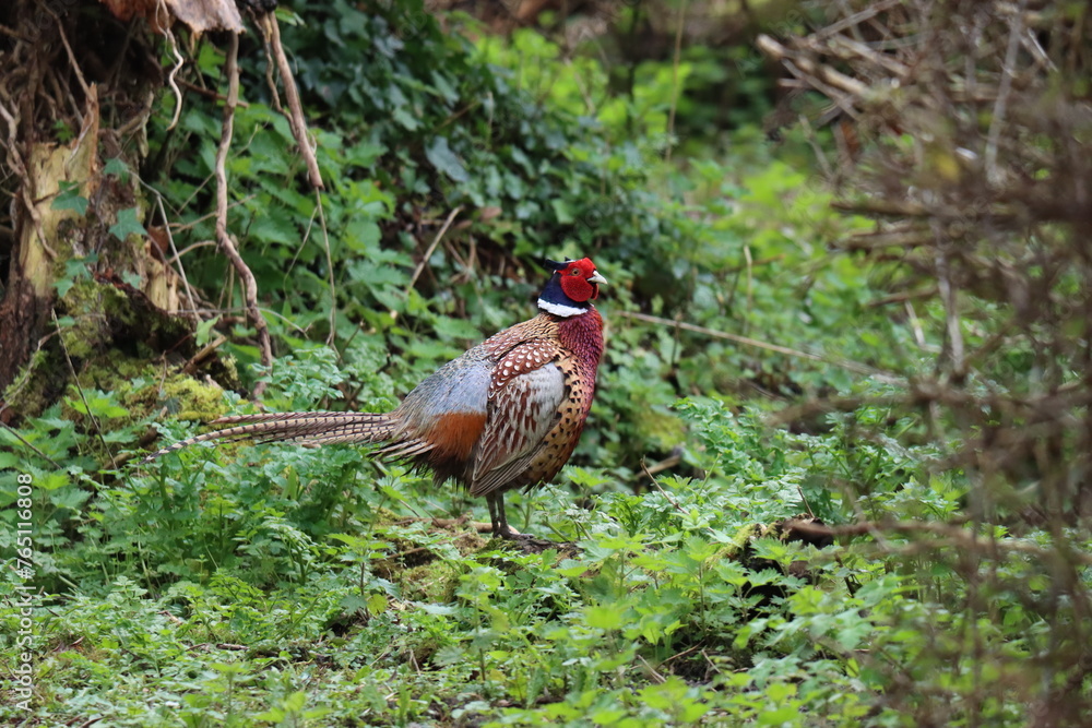 Fototapeta premium Pheasant (Phasianus colchicus) in the open.