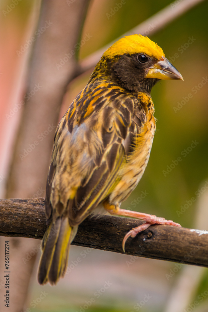 Naklejka premium The streaked weaver (Ploceus manyar) is a species of weaver bird found in South Asia and South-east Asia