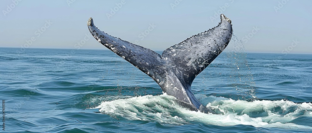 Fototapeta premium A humpback whale tail surfaced out of the sea near a vessel