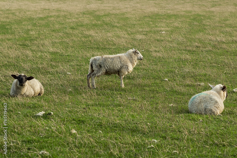 Sheep in a field, rural Wales Sheep in a field, rural Wales