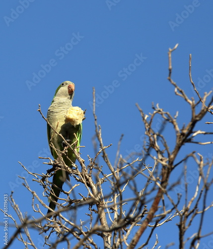 Parrots sits on the tree and eats piece of bread