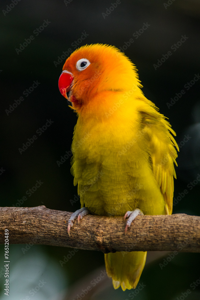 Fototapeta premium Fischer's lovebird (Agapornis fischeri) is a small parrot species of the genus Agapornis.