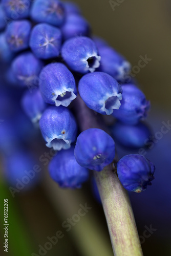 Detail of flowers - Grape Hyacinth - Muscari armeniacum