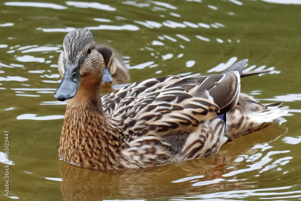 Close-up portrait of a grey duck swimming on a pond.