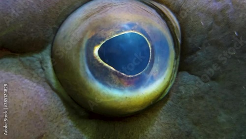 Close up of a grouper fish eye underwater photo