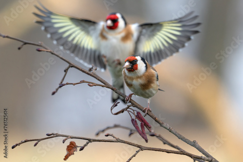 Ptaki szczygły siedzące na gałęzi © M