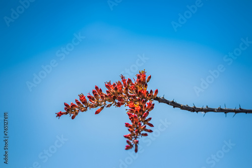 Flor de Ocotillo Cactus del desierto