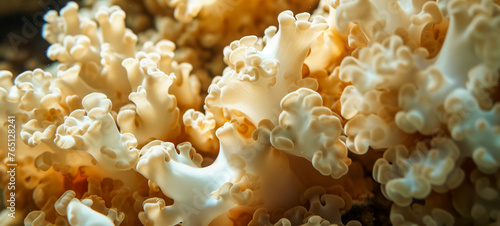 Macro shot of coral texture underwater in sunlit ocean