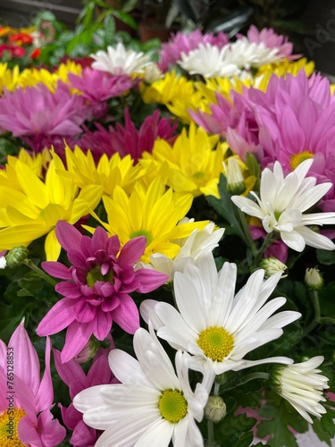 Mix of color daisy flowers