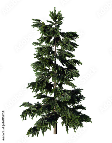 Cedar or Cedrus, coniferous tree in the plant family Pinaceae. Isolated. Environment concept. For composition. Copy space.  © MR.P