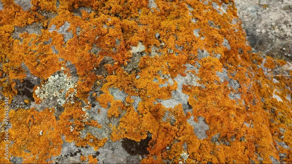 Wild natural orange moss covers the rugged rocks, adding a vibrant splash of color to the landscape. Its delicate tendrils intertwine with the rough surface of the stones Wild natural orange moss covers the rugged rocks, adding a vibrant splash of color to the landscape. Its delicate tendrils intertwine with the rough surface of the stones