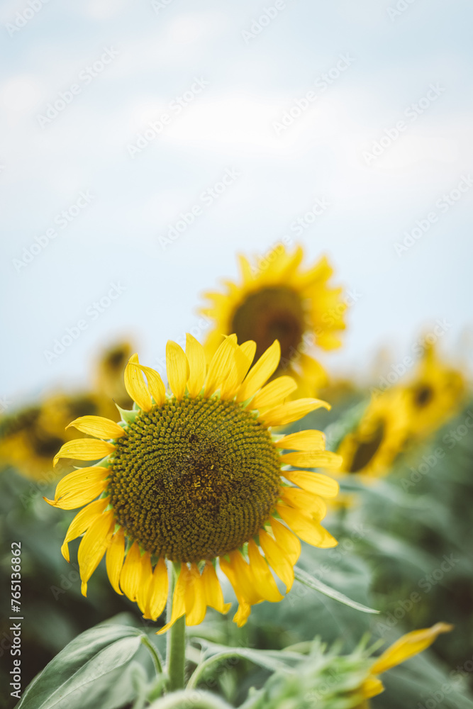 Sunflower Field with Blue Sky on Sunny Day Sunflower Field with Blue Sky on Sunny Day