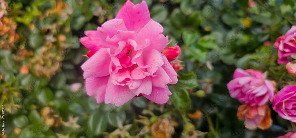 Rosa damascena, known as the Damask rose - pink, oil-bearing, flowering, deciduous shrub plant. Balley of Roses. Close up view. Back light. Selective focus. Rosa damascena, known as the Damask rose - pink, oil-bearing, flowering, deciduous shrub plant. Balley of Roses. Close up view. Back light. Selective focus.