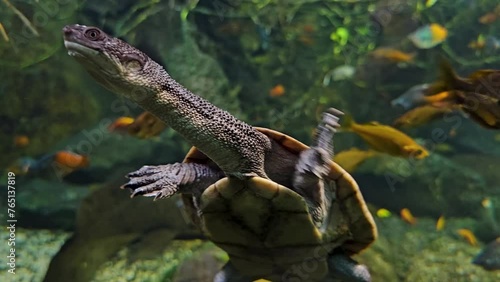 A snake neck turtles swimming underwater wiggling around photo