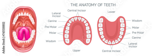 Dental anatomy and physiology. Brightening and whitening of teeth. Types of teeth cross section. Dental clinic and dental health vector illustration. Structure of human tooth alignment.