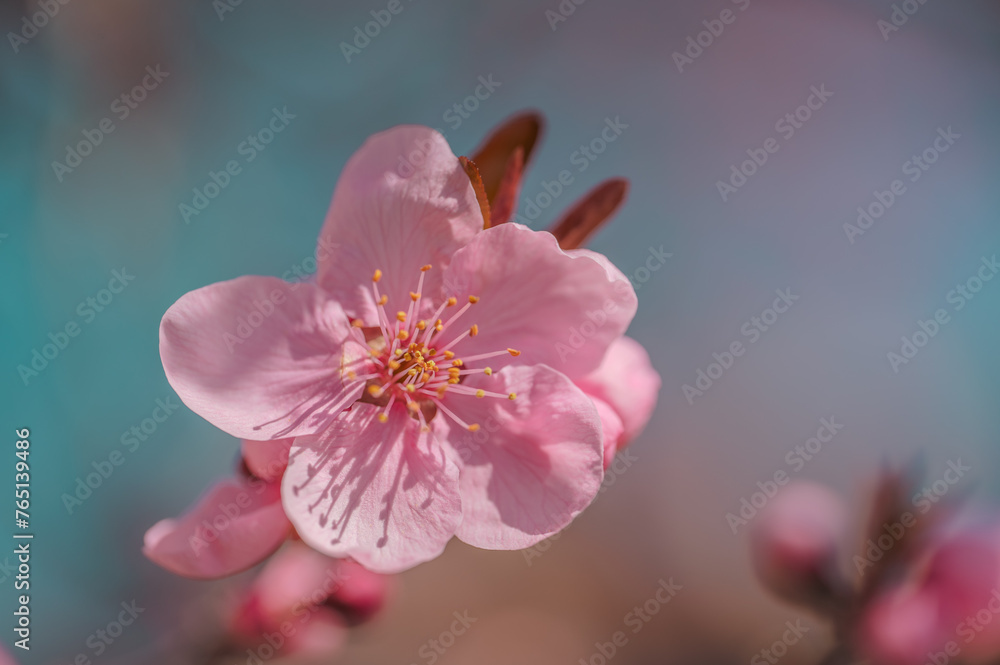 Flowering tree blossom. Flowering tree with pink flowers in the spring. Pink cherry tree flowers on blue sky background, retro toned. Flowering tree blossom. Flowering tree with pink flowers in the spring. Pink cherry tree flowers on blue sky background, retro toned.