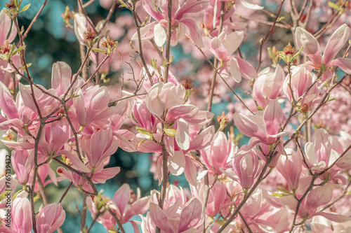 Pink magnolia flowers on blue sky background, retro toned. pink flowers bathing in sunlight. magnolia flowers branch on a blue sky background. blooming magnolia tree