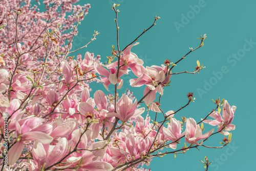 Pink magnolia flowers on blue sky background, retro toned. pink flowers bathing in sunlight. magnolia flowers branch on a blue sky background. blooming magnolia tree