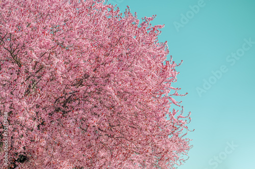 Flowering tree blossom. Flowering tree with pink flowers in the spring. Pink cherry tree flowers on blue sky background, retro toned.