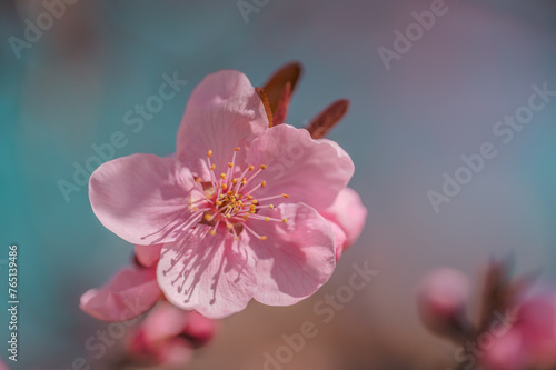 Flowering tree blossom. Flowering tree with pink flowers in the spring. Pink cherry tree flowers on blue sky background, retro toned.