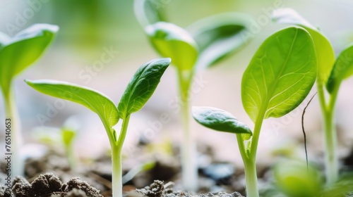 a group of small green plants sprouting out of the ground in dirt and dirt with a blurry background.