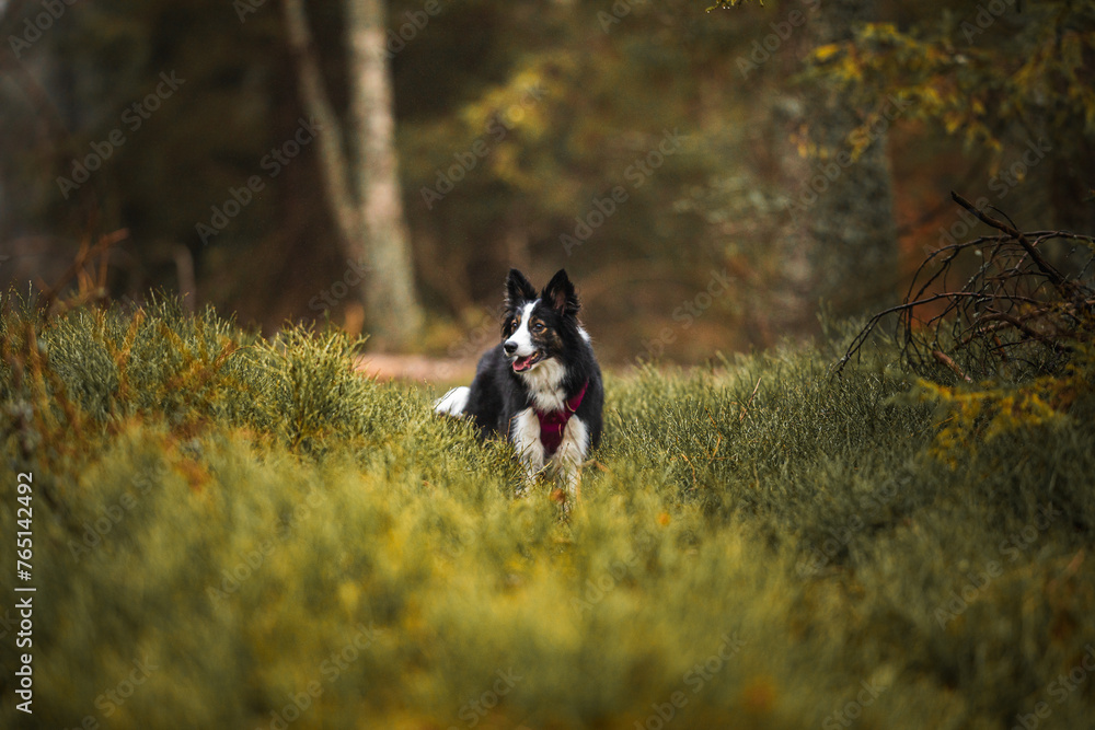 Pies czarno biały border collie w leśnej scenerii