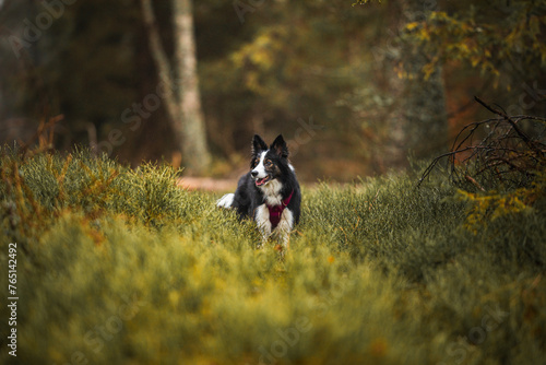 Pies czarno biały border collie w leśnej scenerii