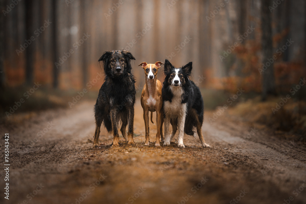 Owczarek staroniemiecki, whippet, border collie na leśnej ścieżce