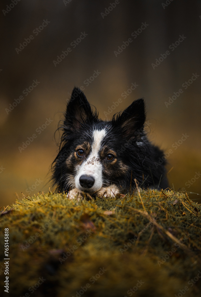 Czarno-biały pies border collie leży na trawie w zielonej scenerii - obrazy, fototapety, plakaty 